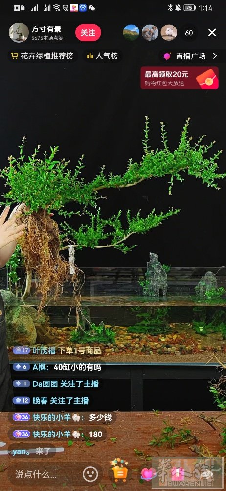 水杨梅鱼缸造景。有水就能活。有大有小价格不一样。小的30。大的60。鱼缸马上漂亮