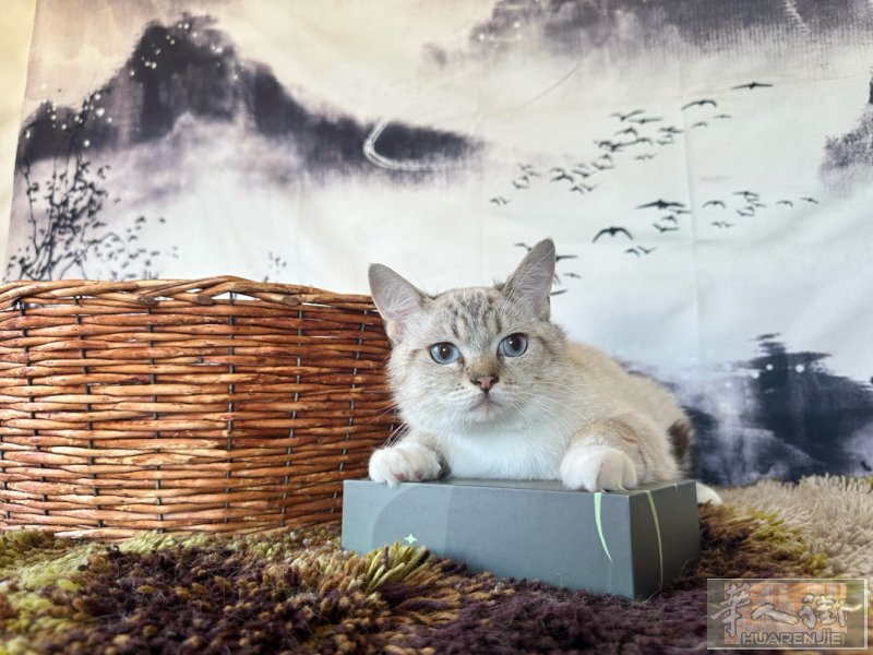 小偿出混血短毛布偶  猫咪八个月大，布偶和金渐层混血，公的。 感兴趣的可以加+L