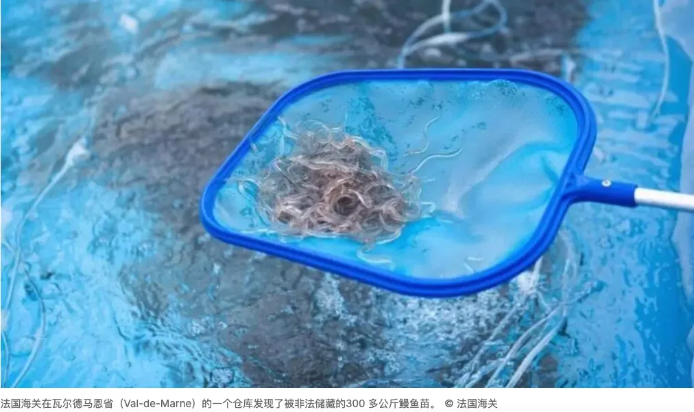 法国法院重判中国鳗鱼苗走私犯